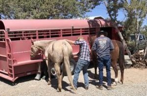 A Vet working with horses